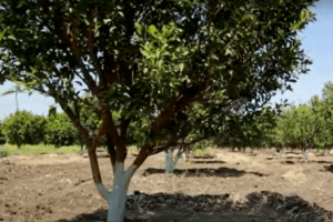 संत्राच्या झाडाला बोर्ड पेस्ट Santra Ambia Bahar 