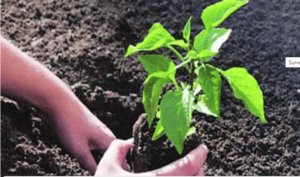 seed sowing रोपांची लागण करणे (ट्रान्सप्लॉटिंग)