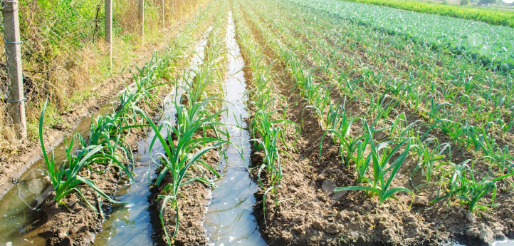 Importance of water in crop production