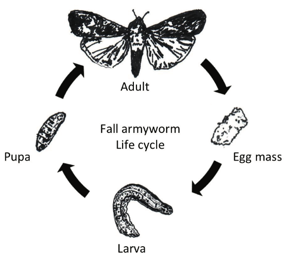 Armyworm : लष्करी अळींचा जीवनक्रम