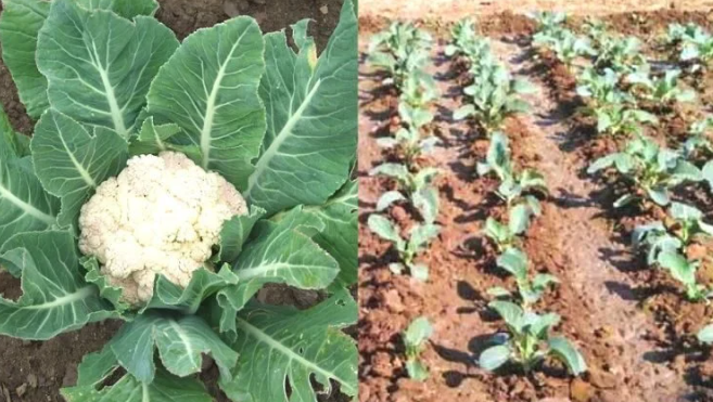 Cauliflower Cultivation : फ्लावरच्या या 3 जाती देतील भरगोस उत्पन्न 