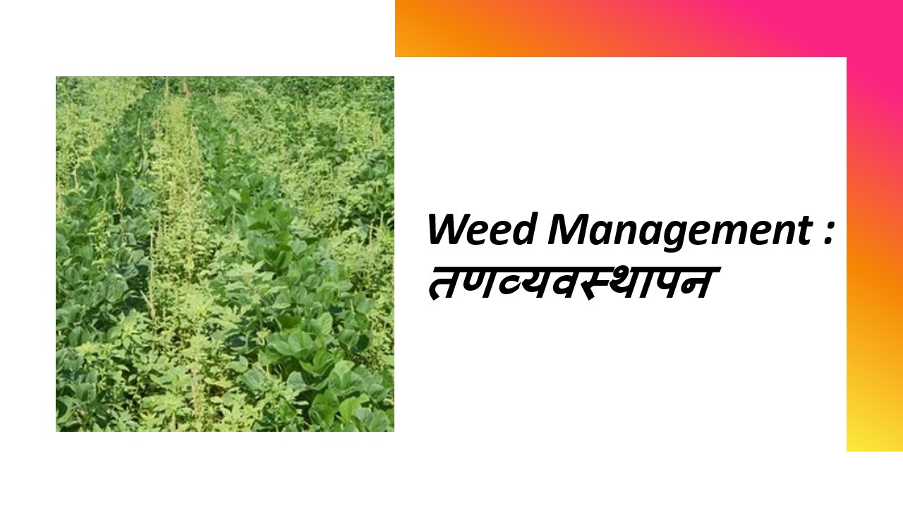 Weed Management : तणव्यवस्थापन