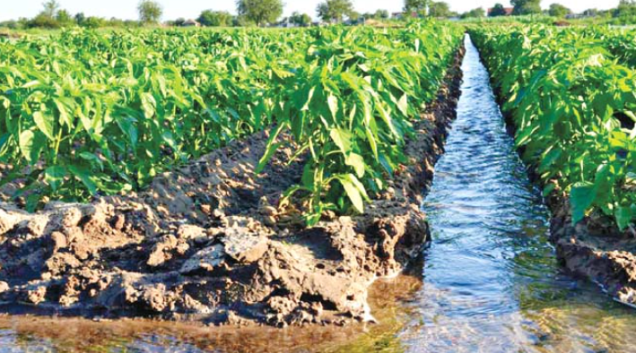 Importance of water in crop production : पीक उत्पादनात पाण्याचे महत्त्व