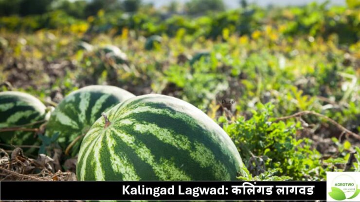kalingad lagwad: कलिंगड लागवड