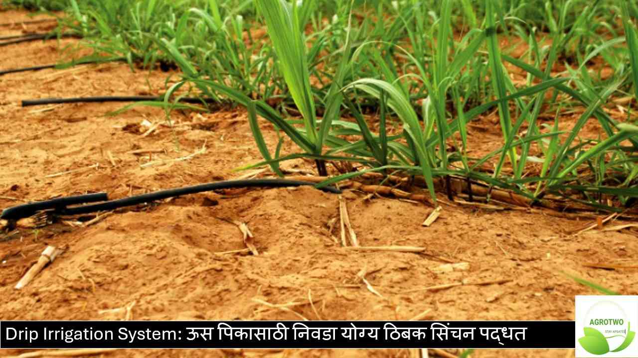 Drip Irrigation System: ऊस पिकासाठी निवडा योग्य ठिबक सिंचन पद्धत