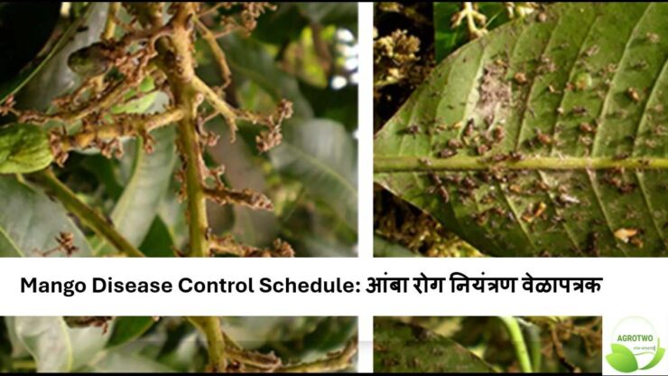 Mango Disease Control Schedule: आंबा रोग नियंत्रण वेळापत्रक