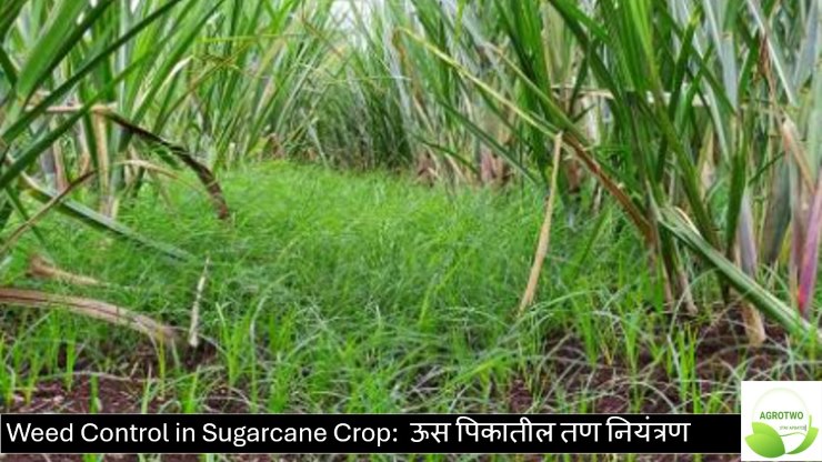 Weed Control in Sugarcane Crop: ऊस पिकातील तण नियंत्रण