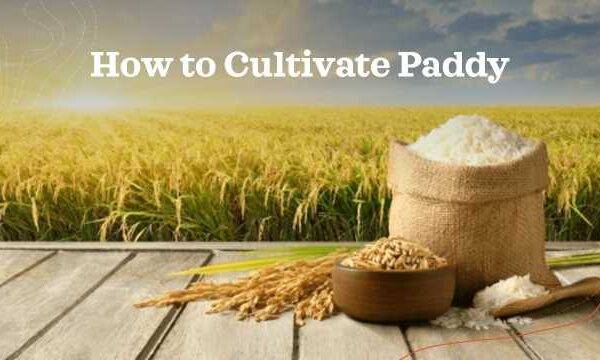 How to cultivate paddy