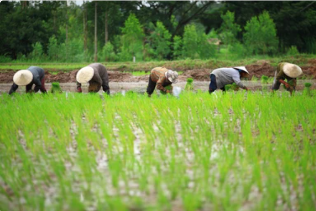 How to cultivate paddy: खत वेळापत्रक