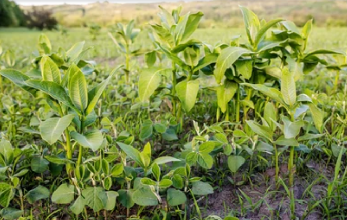 सोयाबीन लागवडी(Soybean cultivation) साठी तण नियंत्रण