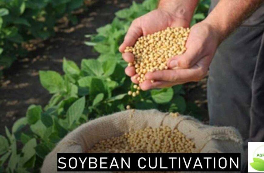 Soybean cultivation