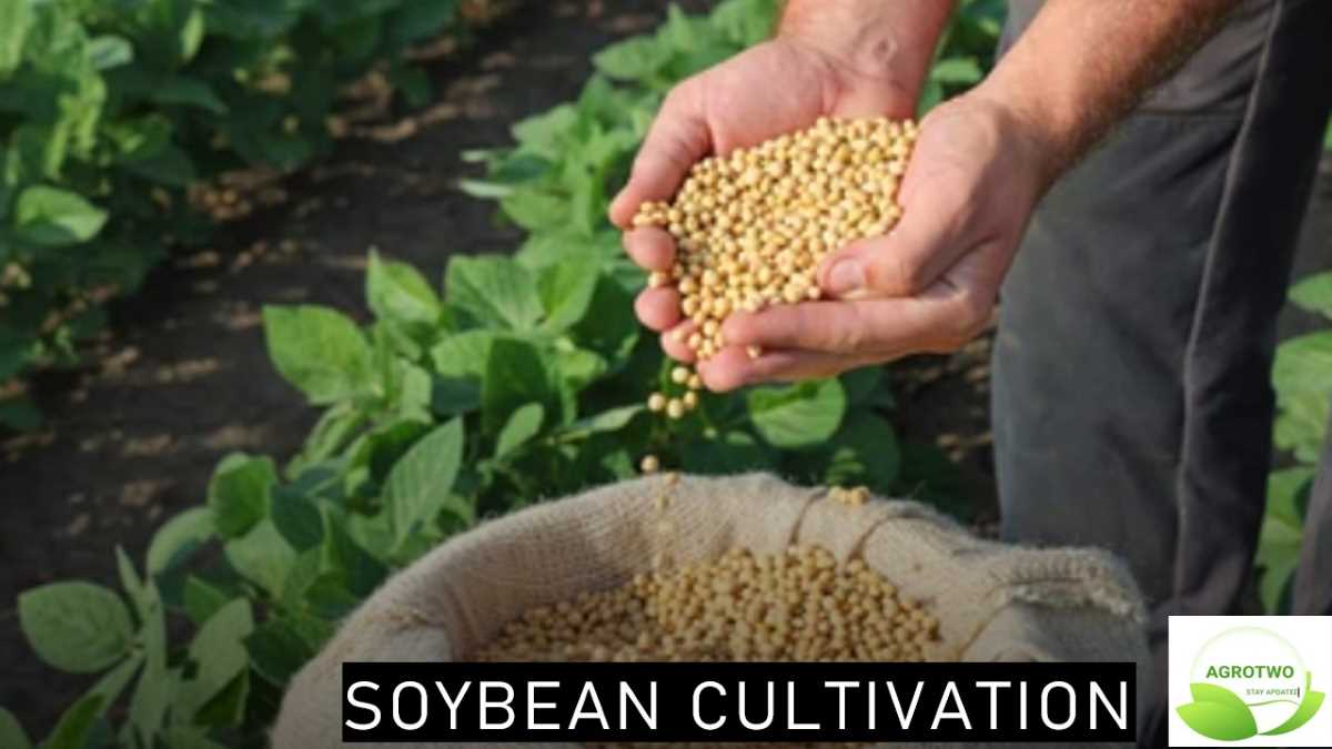Soybean cultivation