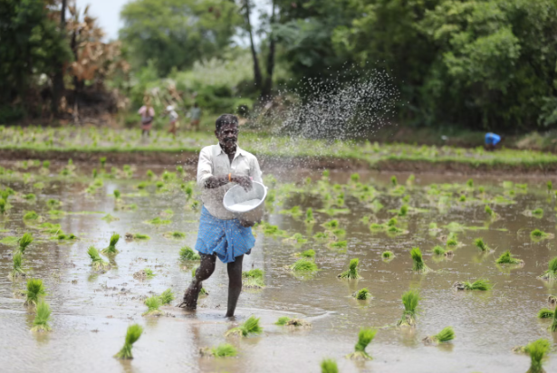 How to cultivate paddy