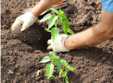 लाल मिरची शेतीसाठी (Red Chilli Farming) वनस्पती अंतर आणि घनता