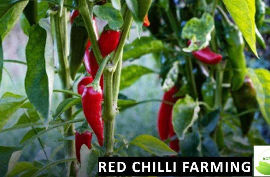 Red Chilli Farming: लाल मिरचीची लागवड कशी करावी? संपूर्ण मार्गदर्शन.