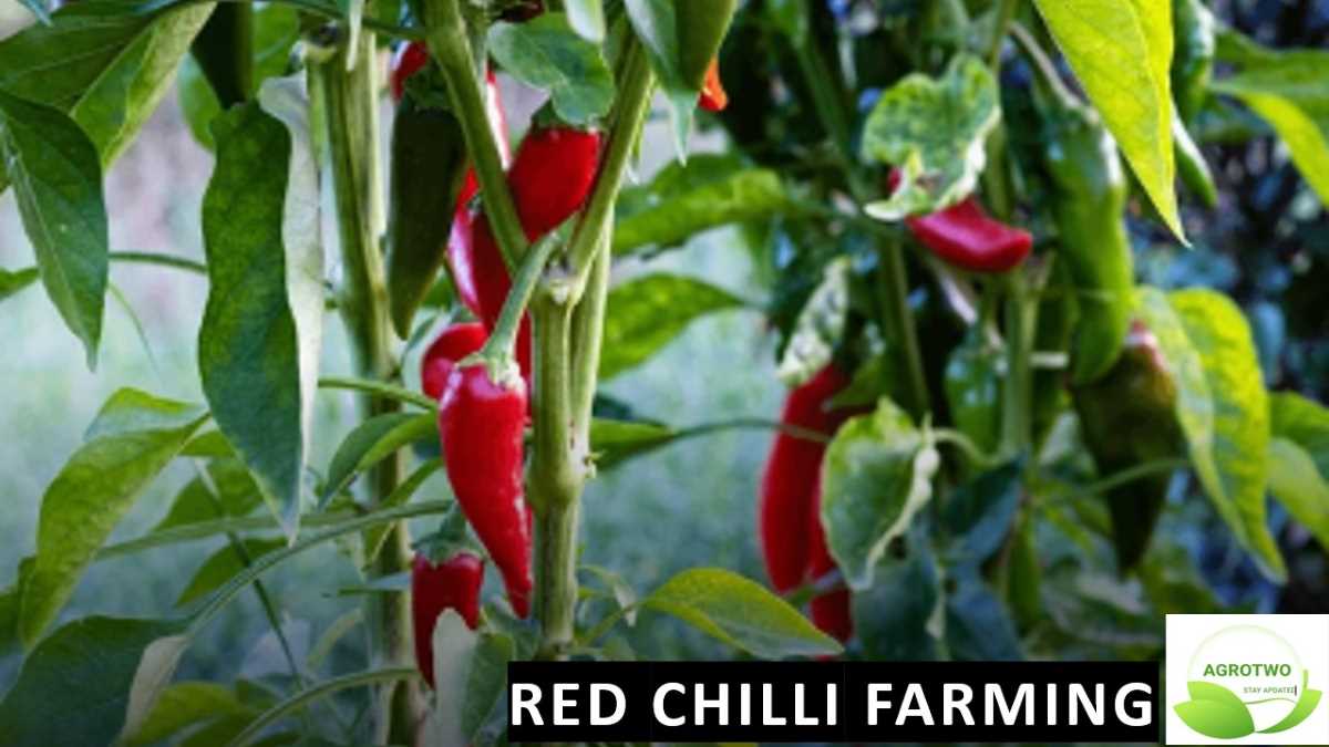 Red Chilli Farming: लाल मिरचीची लागवड कशी करावी? संपूर्ण मार्गदर्शन.